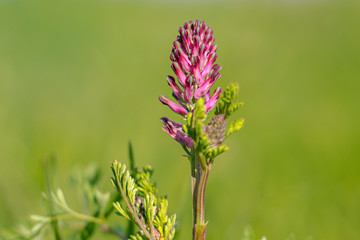 Beautiful color season blossom meadow flower