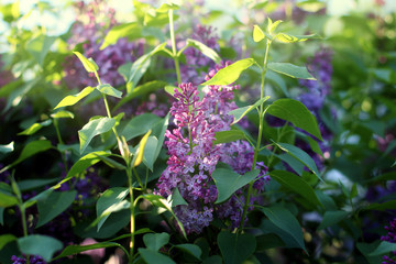 branch of lilac at sunset. beautiful spring background, close-up