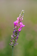 Beautiful color season blossom meadow flower