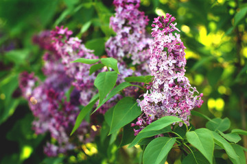 beautiful lilac branch. beautiful spring background, close-up