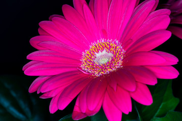 Gerbera red flower head, genus of plants in the Asteraceae of the daisy family native to tropical regions of South America, Africa and Asia, macro with shallow depth of field 