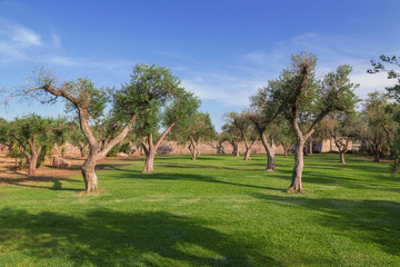 Pato verde con piante di olivo