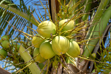 Bunch of fresh young coconuts on green palm tree in Thailand