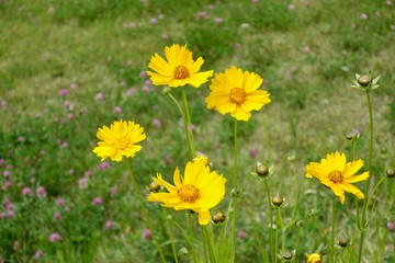 Fototapeta premium 花