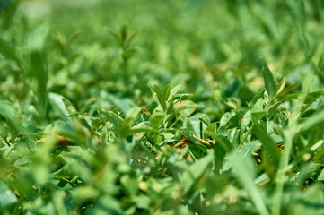 green leaves exposed to direct sunlight in the morning with a bokeh background.