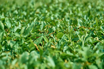 green leaves exposed to direct sunlight in the morning with a bokeh background.
