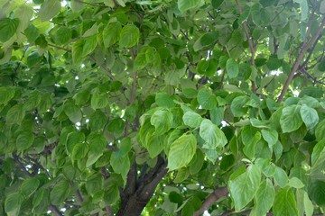 初夏の新緑