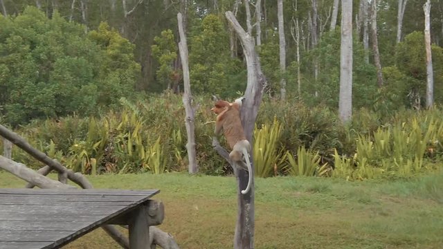 Proboscis monkey leaping between wooden platforms in a Borneo national park