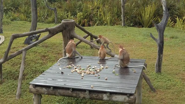 A family of Proboscis monkeys sitting on a wooden platform eating