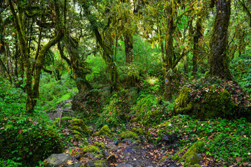 Evergreen forest trees environment