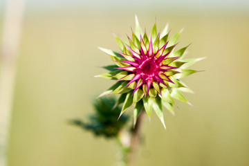 Beautiful thistle flower in summer sunny day