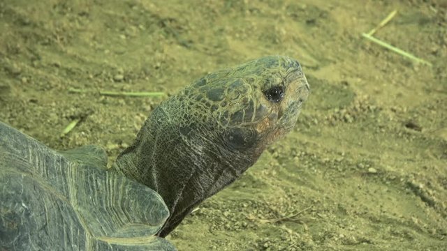 Closeup of the Burmese mountain tortoise, the Burmese black tortoise, Manouria emys phayrei, 4K