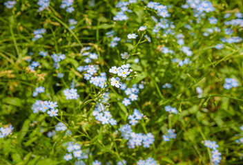 Gorgeous Myosotis sylvatica blooming in the grass.