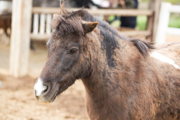 Obraz premium cute donkey on the zoo.