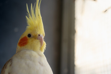 Lutino cockatiel perching in the morning with sunlight