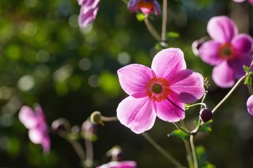 Fototapeta premium シュウメイギク