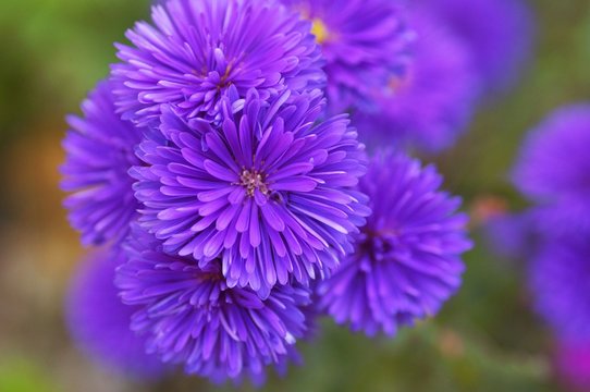 ユウゼンギク Images Browse 25 Stock Photos Vectors And Video Adobe Stock ユウゼンギク Images Browse 25 Stock Photos Vectors And Video Adobe Stock