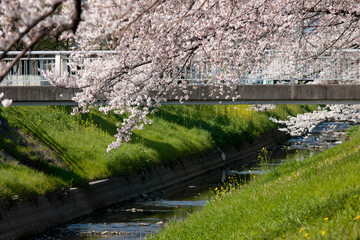 春の満開の桜の花