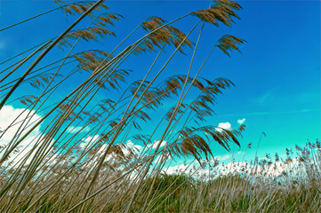 Stalks of reed against the blue sky with clouds.