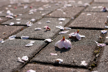 地面に落ちる桜の花びら
