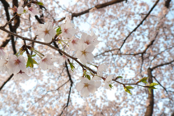 満開の桜の花と川に落ちる花びら