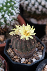Frailea castanea, cactus and succulents flower