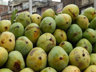 Indian Mango in summer days