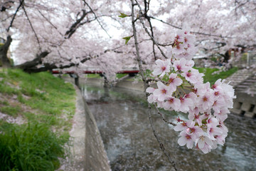Fototapeta premium 満開の桜の花と川に落ちる花びら