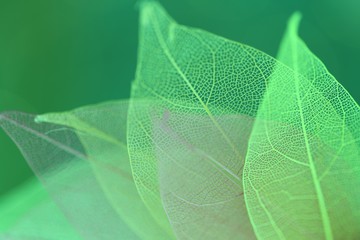 Skeleton green Leaf Set Macro.skeletonized leaf close-up on green blurred background.Group of skeleton leaves.Macro structure delicate skeletonized leaf.