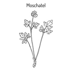 Moschatel Adoxa moschatellina , medicinal plant