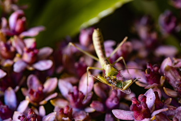 mantis hunts small bag on flower