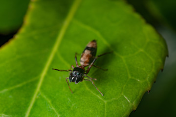Ant mimic spider on a leaf