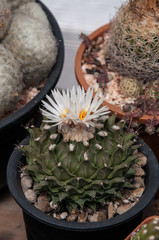 Obregonia denegrii flower cactus and succulents