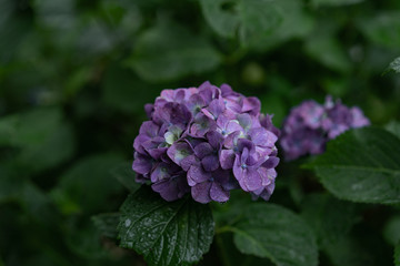 Hydrangea blossom in rainy day