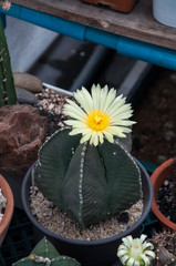 astrophytum myriostigma flower cactus and succulents