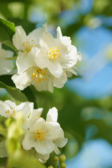 Obraz premium Blooming jasmine bush (Chubushnik)