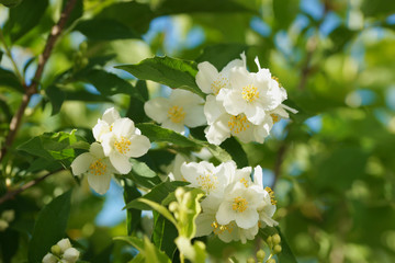 Obraz na płótnie Canvas Blooming jasmine bush (Chubushnik)