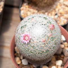 Mammillaria flower cactus and succulents