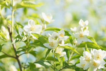 Blooming jasmine bush (Chubushnik)
