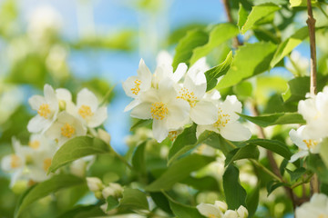 Blooming jasmine bush (Chubushnik)