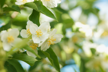 Blooming jasmine bush (Chubushnik)