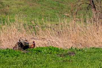 Pheasant in green grass on a meadow