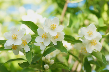 Fototapeta premium Blooming jasmine bush (Chubushnik)