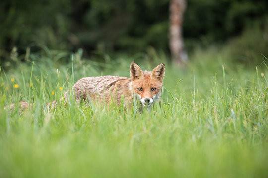 Wild European Red Fox (Vulpes vulpes) amongst the tall grass. Image taken in Slovakia, wildlife. 