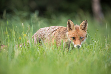 Naklejka na ściany i meble Wild European Red Fox (Vulpes vulpes) amongst the tall grass. Image taken in Slovakia, wildlife. 