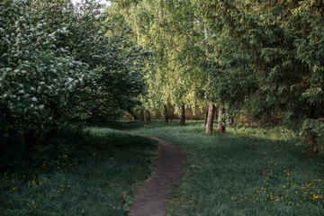 Fototapeta premium The path in the summer forest among the trees of birch and hawthorn. Meadow with dandelions
