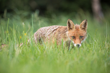Fototapeta premium Wild European Red Fox (Vulpes vulpes) amongst the tall grass. Image taken in Slovakia, wildlife. 