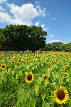 1 062 Best 万博記念公園 Images Stock Photos Vectors Adobe Stock