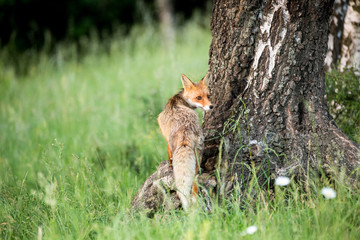 Wild European Red Fox (Vulpes vulpes) climbs a birch tree . Image taken in Slovakia, wildlife scenery.