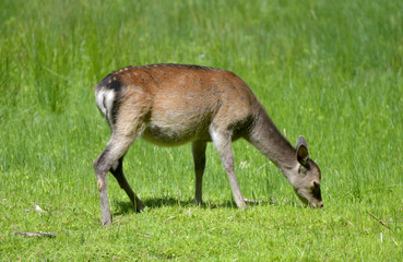 Dorset, England, Britain, south, uk, countryside, outdoors, nature, landscape, scenic, holiday, resort, tourism, destination, vacation, sky, summer, sun, sea, marine, maritime, coast, Brownsea island,